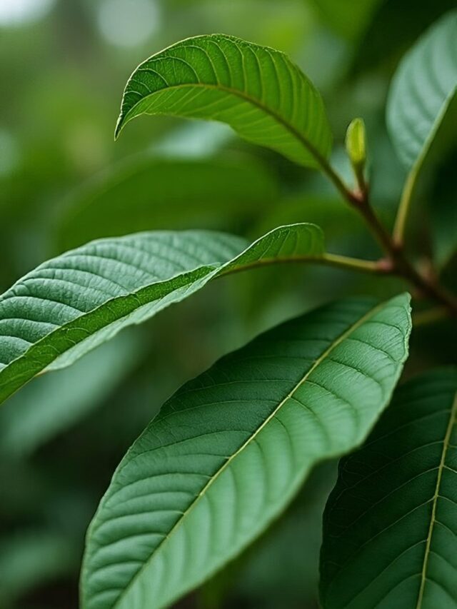 सुबह-सुबह रोज अमरूद के पत्ते खाने के 6 फायदे जानिए