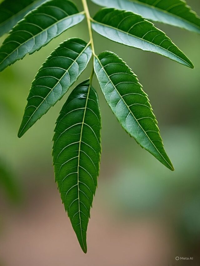 जानिए सुबह-सुबह नीम के पत्ते खाने के 6 फायदे